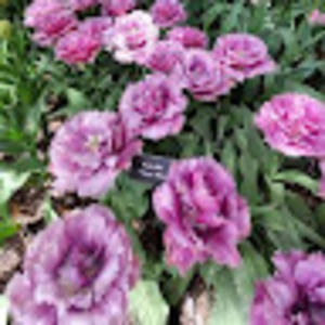 Meet your Posher, Msg